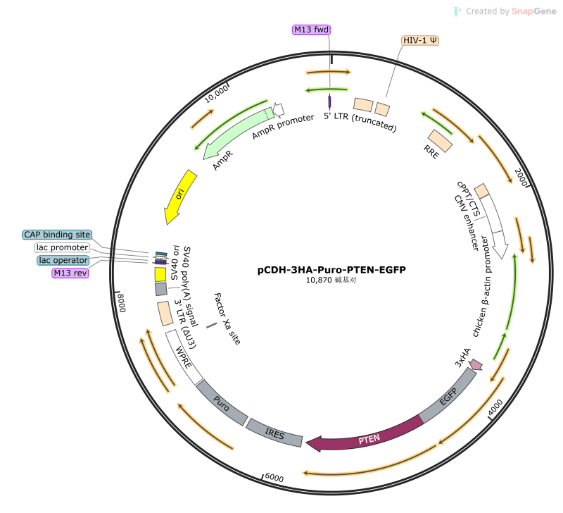 pCDH-3HA-Puro-PTEN-EGFP